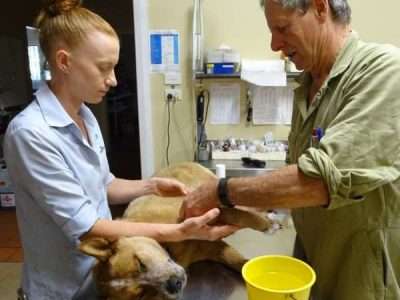 Gunnedah Veterinary Hospital