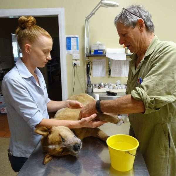 Gunnedah Veterinary Hospital