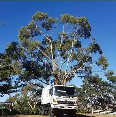 Gippy Tree Services